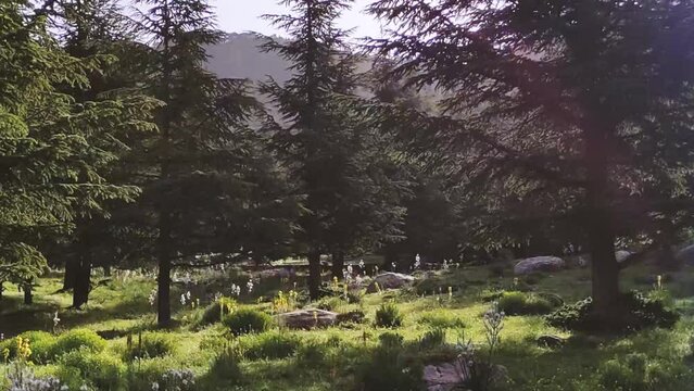 Sceniew view of Atlas cedar forest in Chelia national park, Algeria