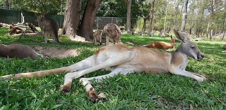 Kangaroo resting on grass in a sanctuary