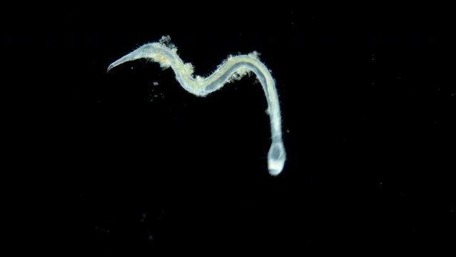 Worm nematoda family Draconematidae under microscope, possibly genus Draconema sp. Sample found in White sea