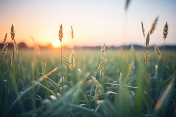 Foto op Plexiglas first light over a field of wheat © studioworkstock