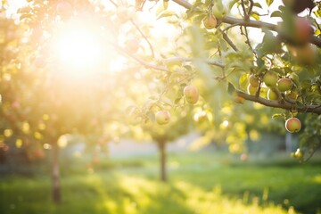 morning sun peeking through apple orchard