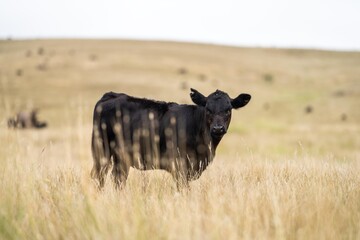 organic, regenerative, sustainable agriculture farm producing stud wagyu beef cows. cattle grazing in a paddock. cow in a field on a ranch in summer