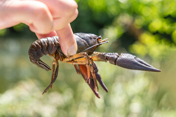 Hand holds live river crawfish close-up outdoors