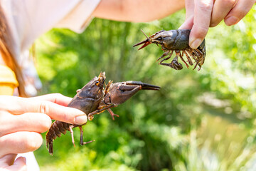 A woman holds two crayfish in her hands