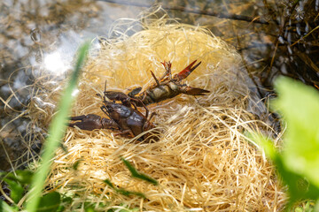 A crayfish crawls to the water on wood shavings