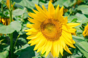 Sunflower head on a background of green leaves. Yellow sunflower petals closeup alone nature. Detailed sunflower part with its seeds and fibonacci sequence.