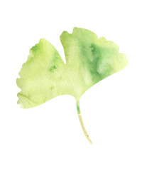 Green leaf of Ginkgo biloba, paper cut, watercolor ginkgo, China