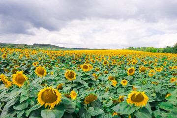 Obraz premium Field of blooming sunflowers on the background of a stormy sky. Beautiful blooming yellow sunflowers on a summer field. Sunflower landscape, amazing nature of summertime