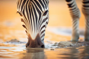 Fototapete close-up of zebra drinking with ripples © studioworkstock