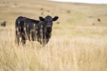 stud beef cattle herd, Portrait of Cows in a field grazing. Regenerative agriculture farm storing...