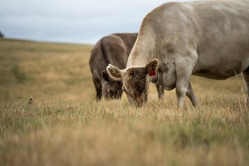 Stud Beef bulls and cows grazing on grass in a field, in Australia. breeds include speckle park,...