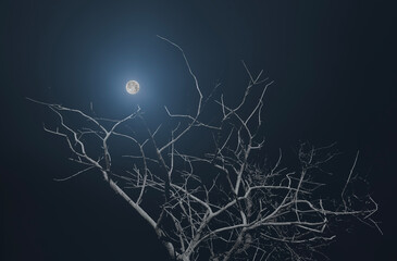 full moon on with dead tree trunk