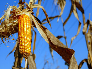 Close-up of Dried corn cobs in corn field,Dry corn on corn plant