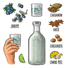Bottle gin, lime, anise, cardamom, lemon, coriander, juniper. Vintage vector engraving