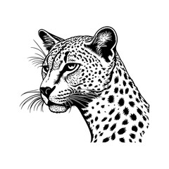 Cheetah Vector Illustration