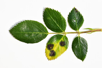 Black spot of rose, disease caused by Diplocarpon rosae fungus. Symptoms visible on part of the rose leaf