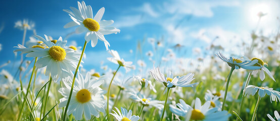 Morning Bliss: Meadow Flowers Under the Sky. Nature landscape, close-up macro. Wide format, copy space.