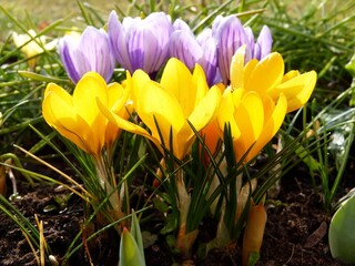 Beautiful blooming crocuses of two colors illuminated by the sun, spring time