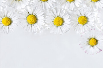 Daisy flowers floating on water surface, copy space for text