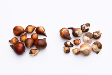Healthy versus unhealthy looking or damaged tulip bulbs, white background - obrazy, fototapety, plakaty