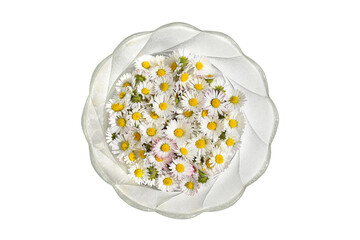 Fresh daisy flowers (Bellis perennis) in a glass bowl, isolated on white background © Martina