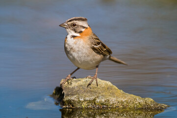 Rufous collared Sparrow, Zonotrichia capensis, Calden fores, La Pampa , Argentina