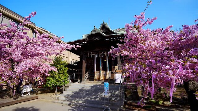 Kawazu Cherry Blossoms in Sakura Jingu Shrine Tokyo