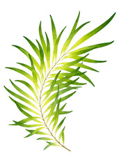 Palm. Watercolor illustration of a green and yellow palm branch. Abstract botanical painting. Can be used for greeting card, wedding invitation, wallpaper, fabric, web pages, etc.