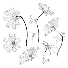 Set of isolated white silhouette cosmos flowers. Cute hand drawn flower vector illustration in white plane. - 705685361