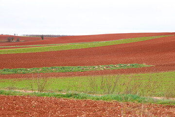 Colorful fields planted in Cuenca region