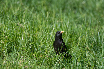 European Starling on the ground in the grass
