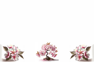 Japanese cherry blossom (Sakura) flowers as border on white background, with space for text