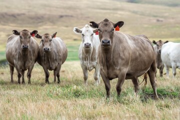 cows and cattle grazing in tasmania Australia in summer, with angus, wagyu and murray grey cattle