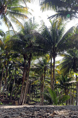 Coconuts plantation near a beach in Trenggalek, East Java, Indonesia