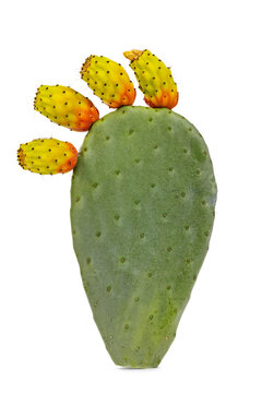 Green cactus leaf aka Opuntia Ficus Indica with fruits still connected to it. Isolated on a white background.
