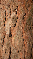 Holz Rinde Baum Natur bronze rot braun hintergründe hintergrundbilder naturbelassen 