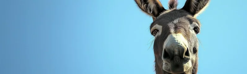 Tuinposter Donkey background. Banner © kramynina