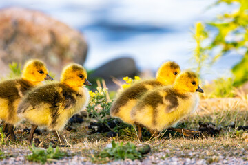 ducklings in the grass