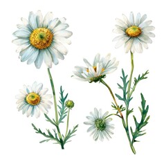 Set watercolor chamomile flowers isolated white background
