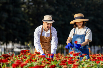 Team of Asian farmer and florist is working in the farm while cutting zinnia flowers using secateurs for cut flower business in his farm for agriculture industry concept