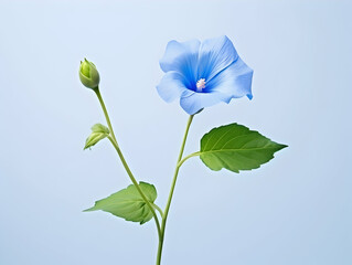 Blue morning glory flower in studio background, single blue morning glory flower, Beautiful flower images