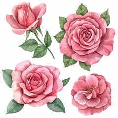 Set watercolor rose flowers isolated white background