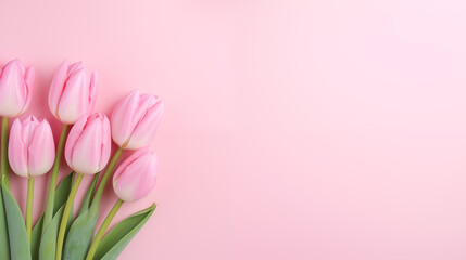 Tulips on a pink background. Flat lay, top view, space for text .