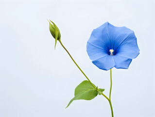 Blue morning glory flower in studio background, single blue morning glory flower, Beautiful flower images
