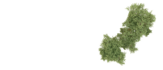 Green forest isolated on background. 3d rendering - illustration