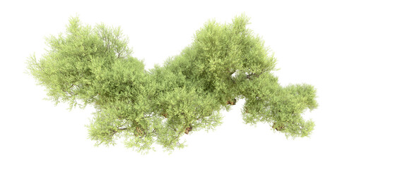 Fototapeta premium Green forest isolated on background. 3d rendering - illustration