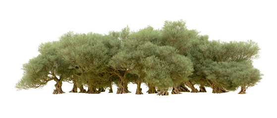 Green forest isolated on background. 3d rendering - illustration