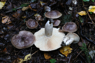 Lactarius subcircellatus, a milkcap mushroom from Finland, no common English name