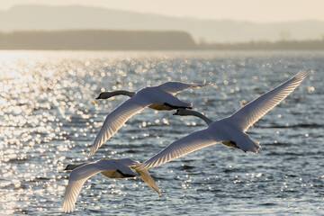 Stunning shot of three white birds soaring against the backdrop of crystal blue waters