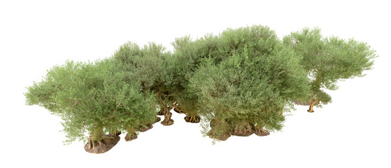 Fototapeta premium Green forest isolated on background. 3d rendering - illustration